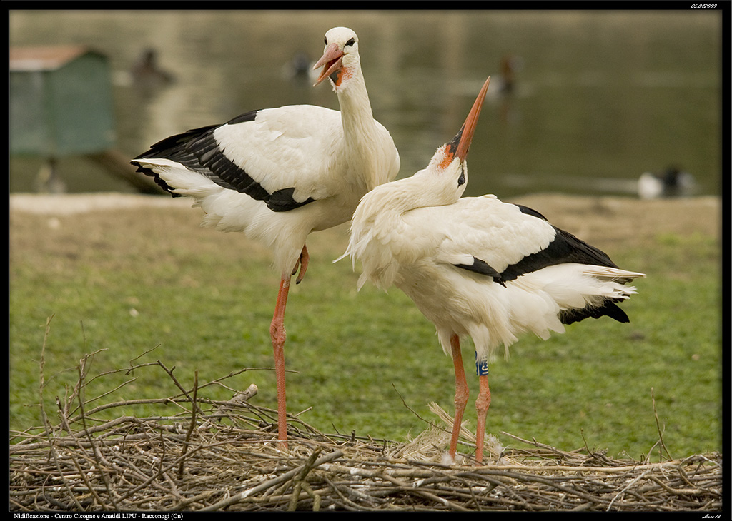 Occhio..... a come guardi il mio nido!!!