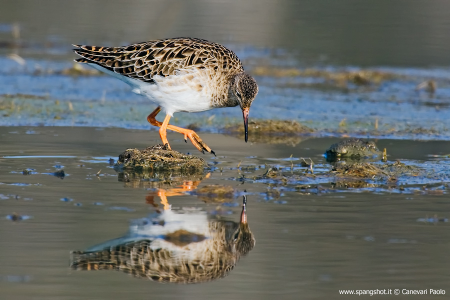 Pettegola e vanitosa
