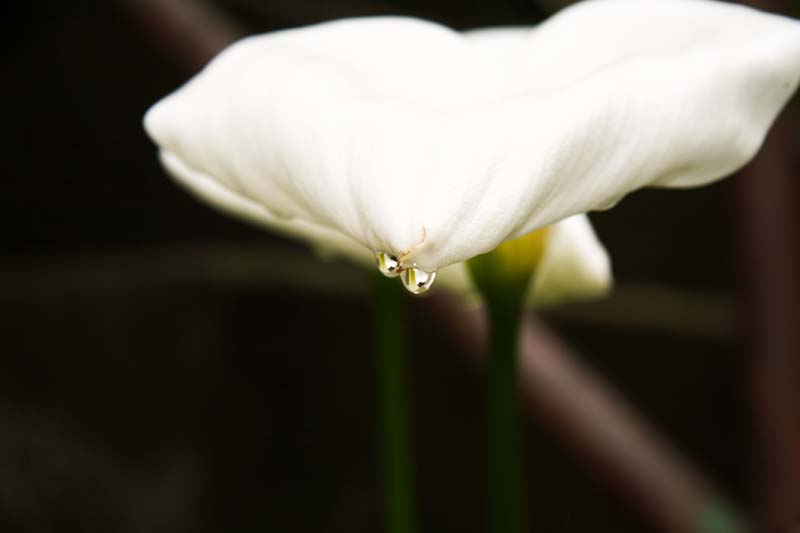 Anche i fiori piangono