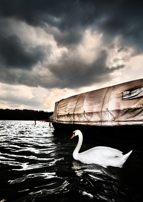 Cigno