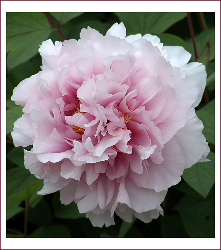 peonia in bianco e rosa