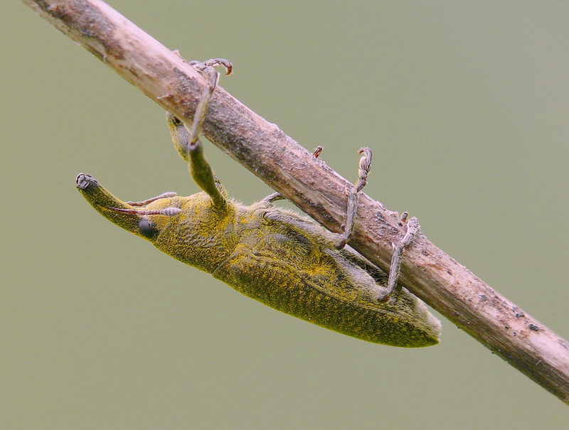 Curculionidae lixinae - insetto tapiro