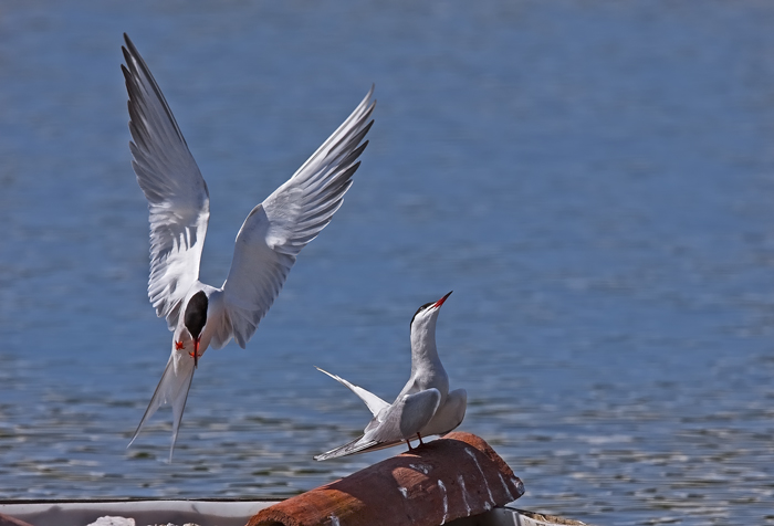 Sterna hirundo (Sterna)