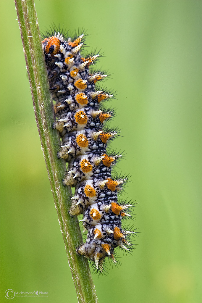 Bruco di Melitaea didyma