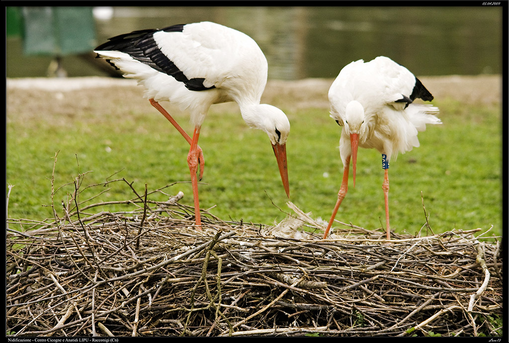 nidificazione
