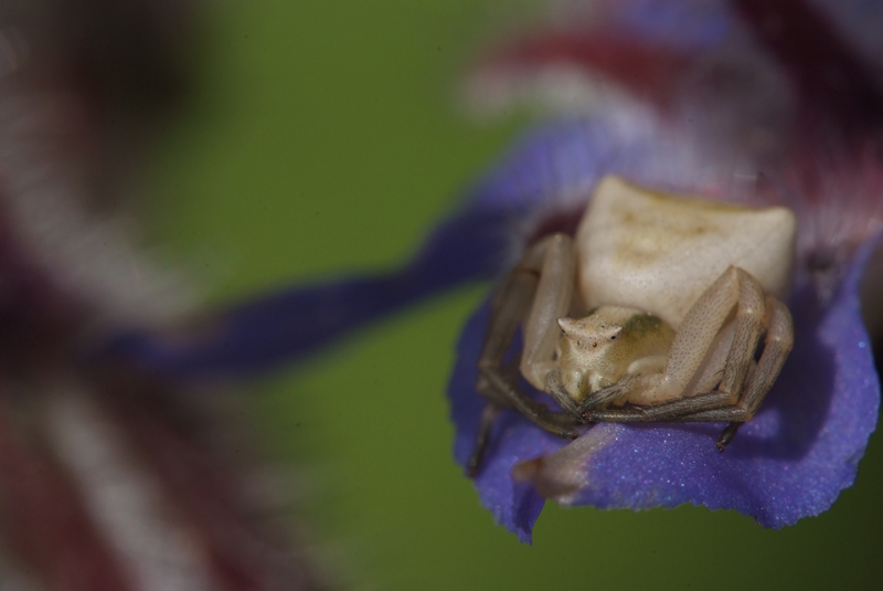 Aspetto su borragine