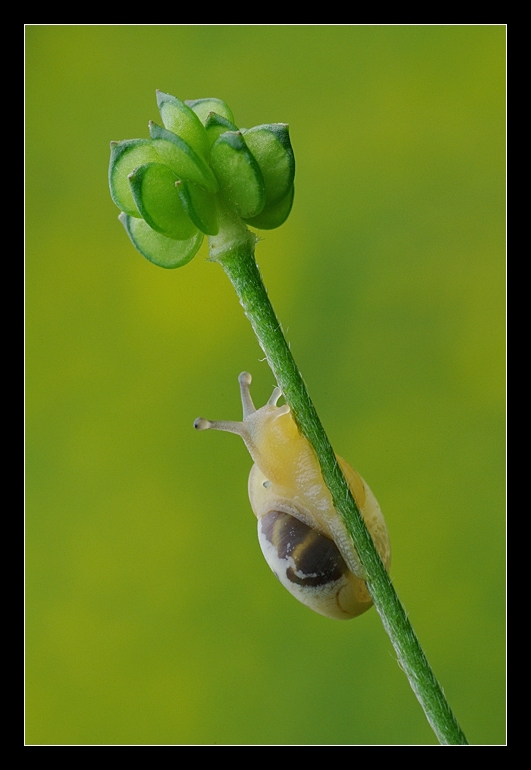 L'albero della cuccagna