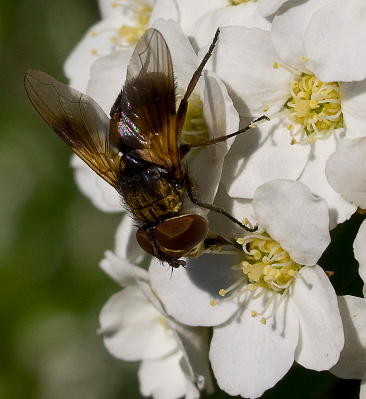 mosca su biancospino