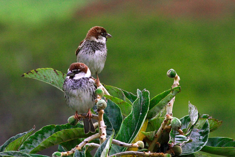 Passerotti sul nespolo