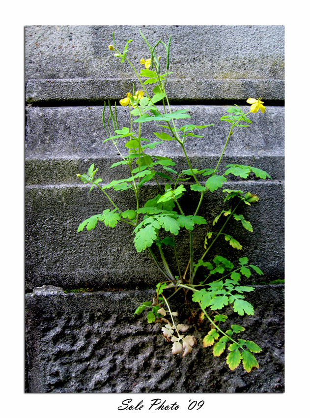 dal cemento...alla vita