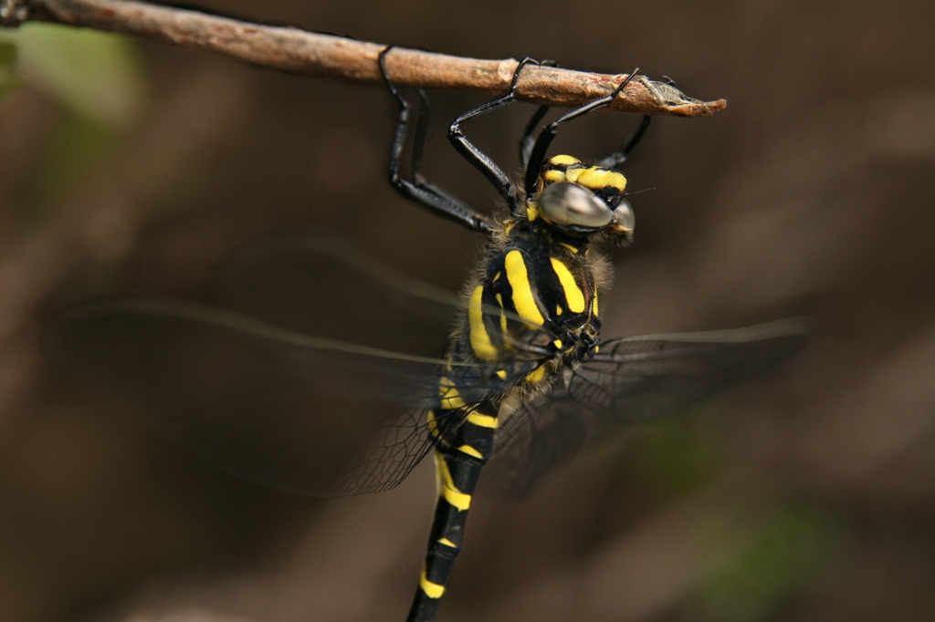 Libellula