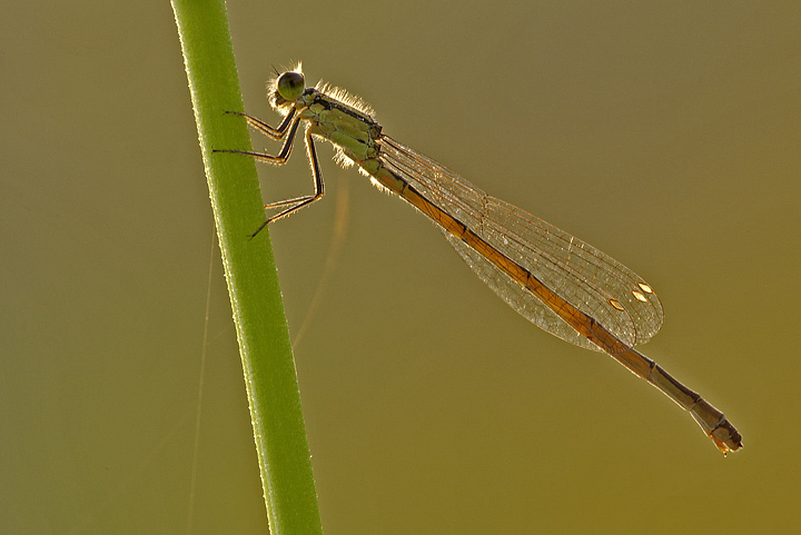 Un controluce senza flash