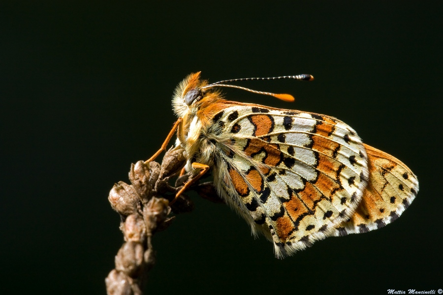 Melitaea