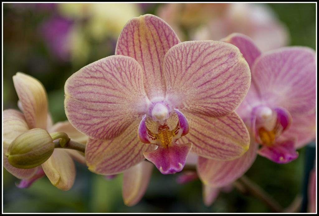 orchidea cymbidium sceziata....