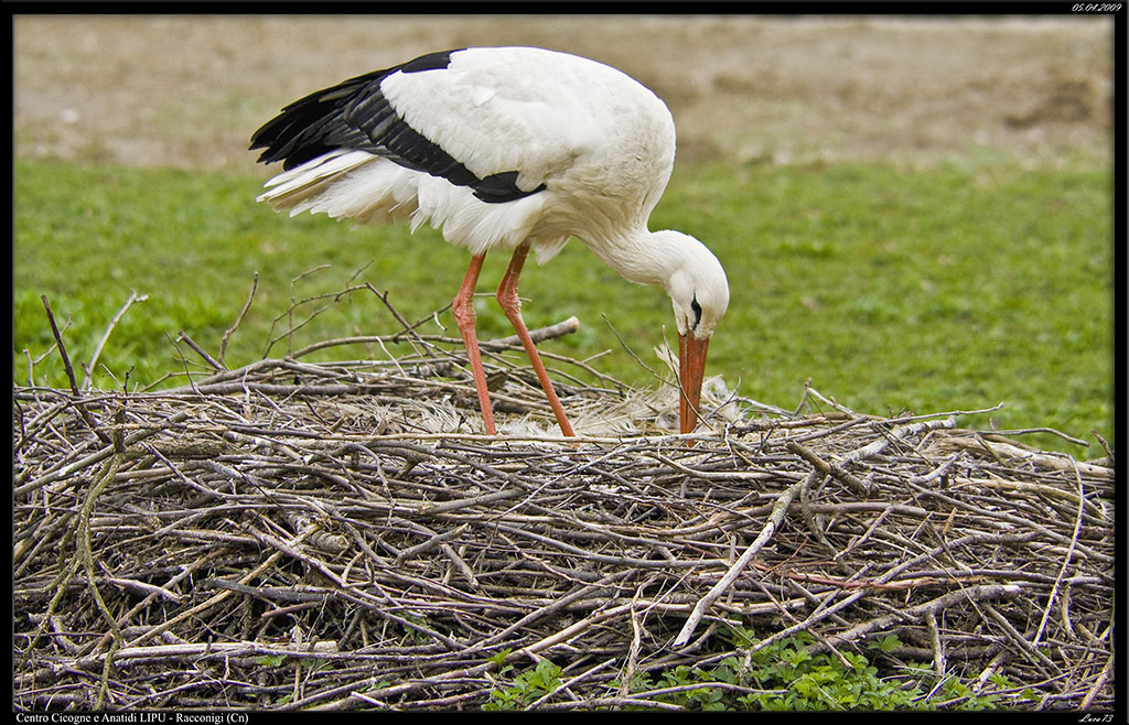 ancora una sistematina al nido...