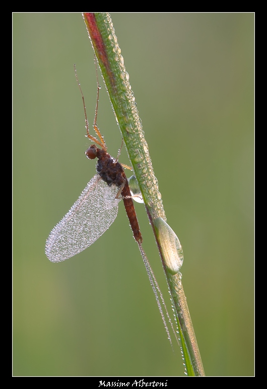 Effimera (25 aprile 2009)