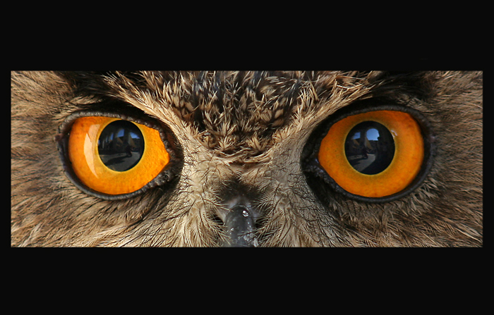 occhi di gufo