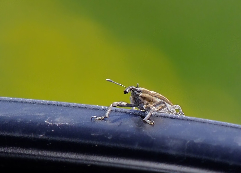 croop 100% dell'esserino dello specchietto (un po compresso)