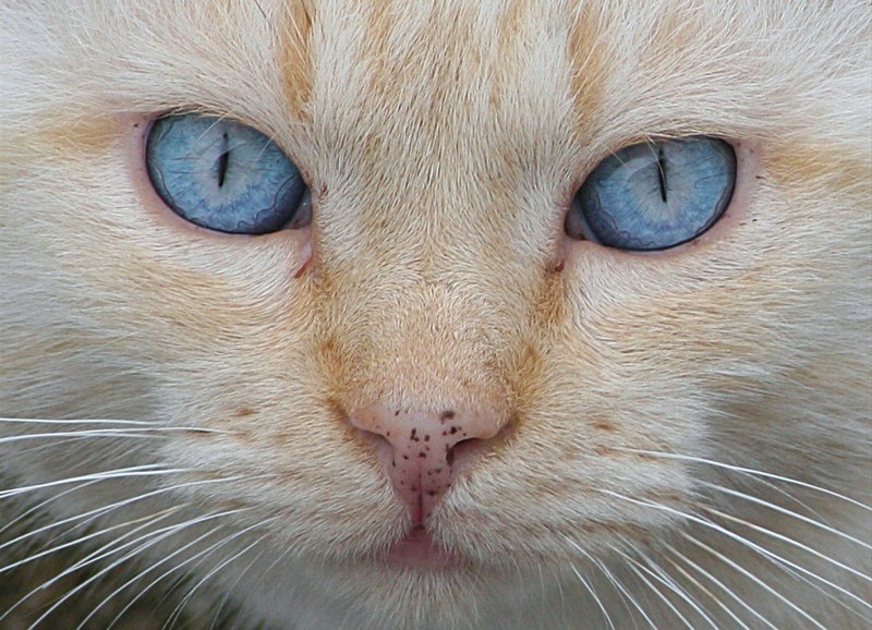 Guardami negli occhi