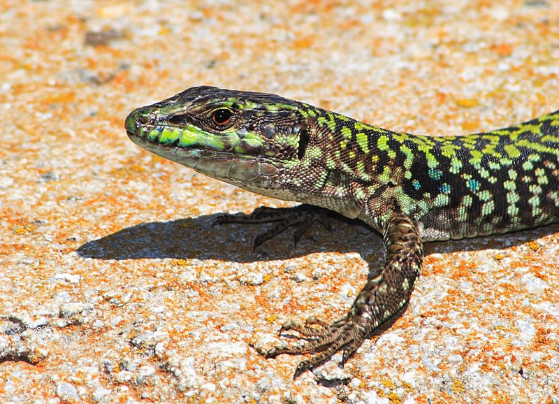 la lucertola siciliana
