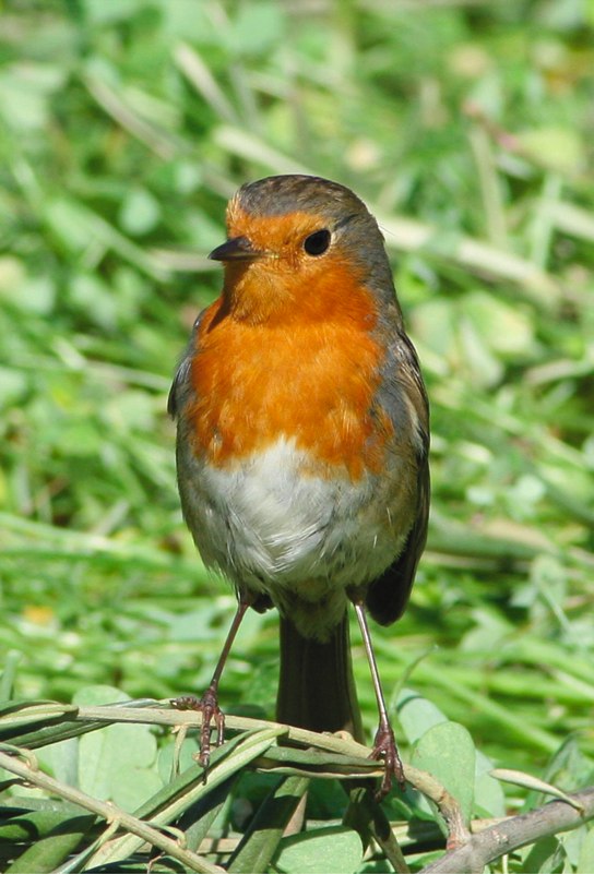 la fierezza di un pettirosso