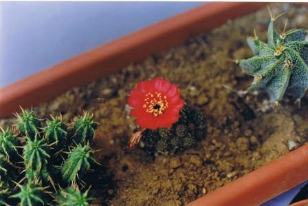 fiorellino di pianta grassa