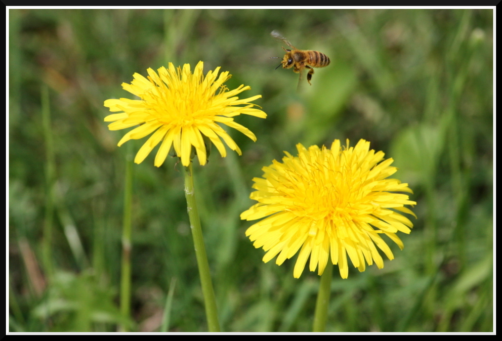 Atterraggio di un'ape