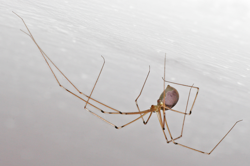 Ragno ballerino (Pholcidae)