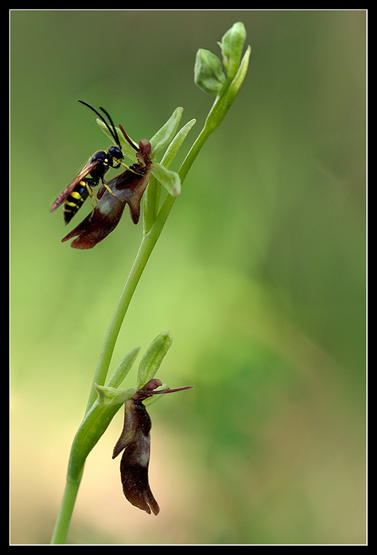Insectifera con ospite