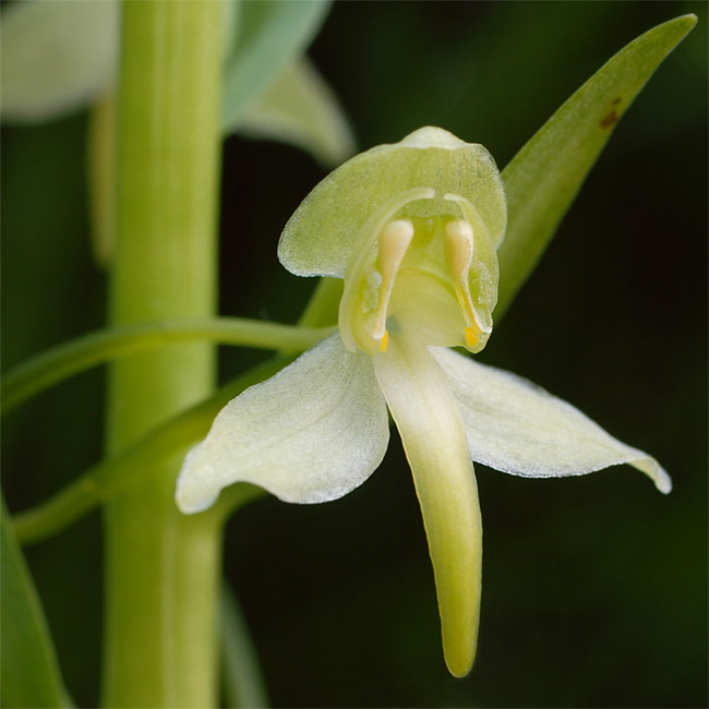 Platanthera chlorantha