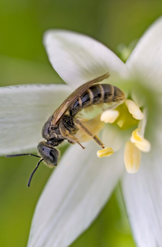 insetto fiore bianco1