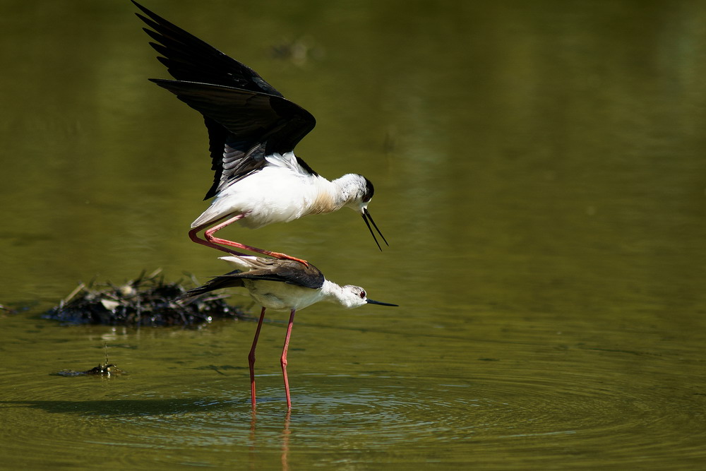 Accopiamento di Cavalieri d'Italia