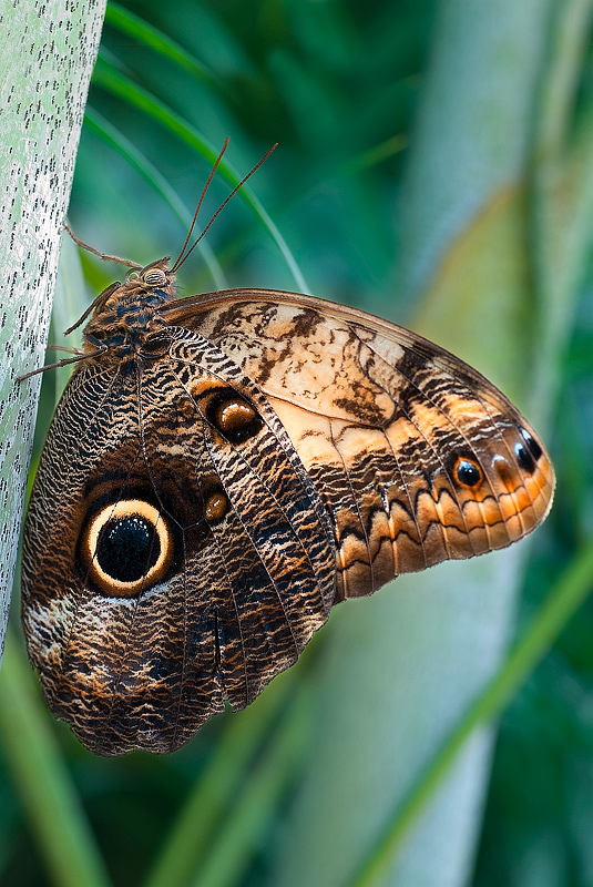 Caligo sp. - testa di gufo