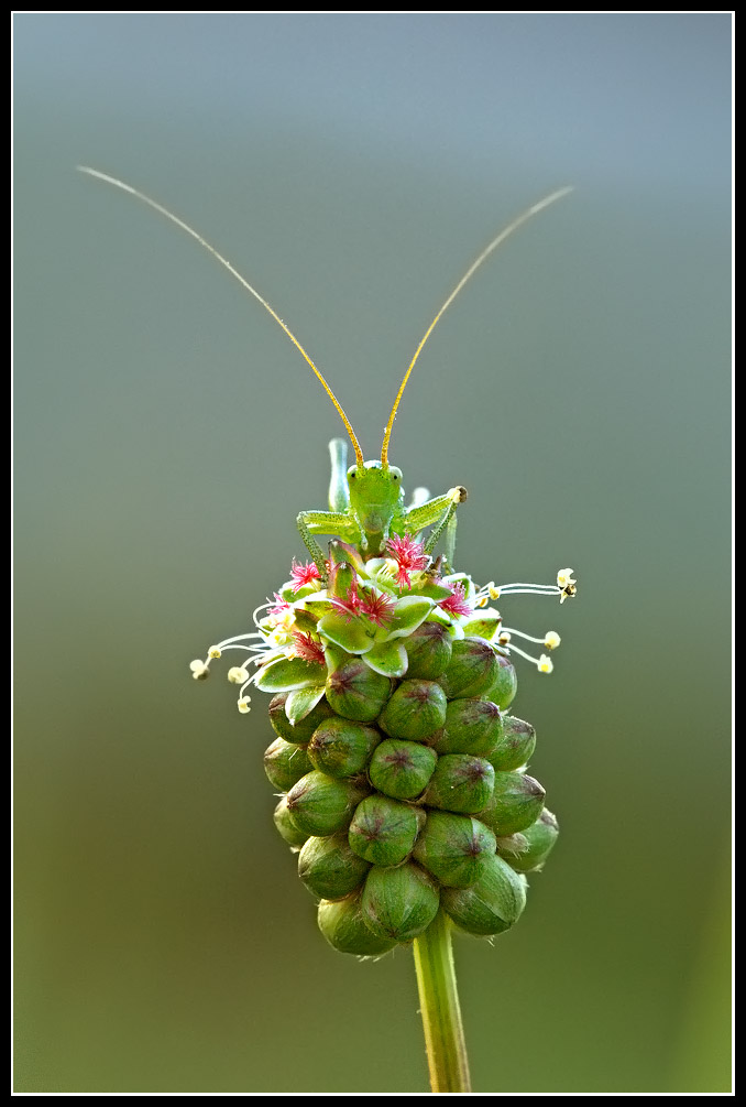 amico, cos'hai da guardare??!!