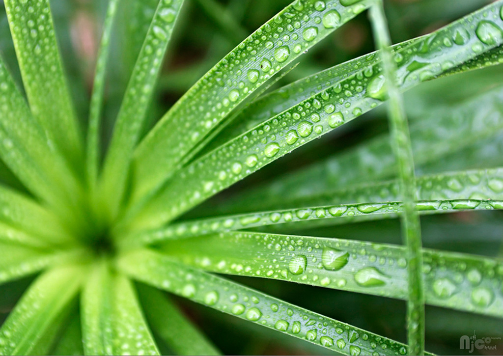 Macro, la natura ... sul mio terrazzo
