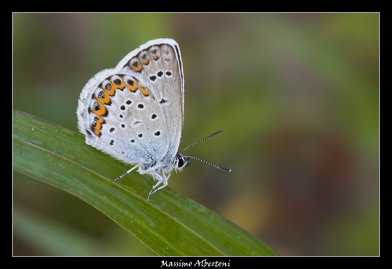 licenide (5 luglio 2008)