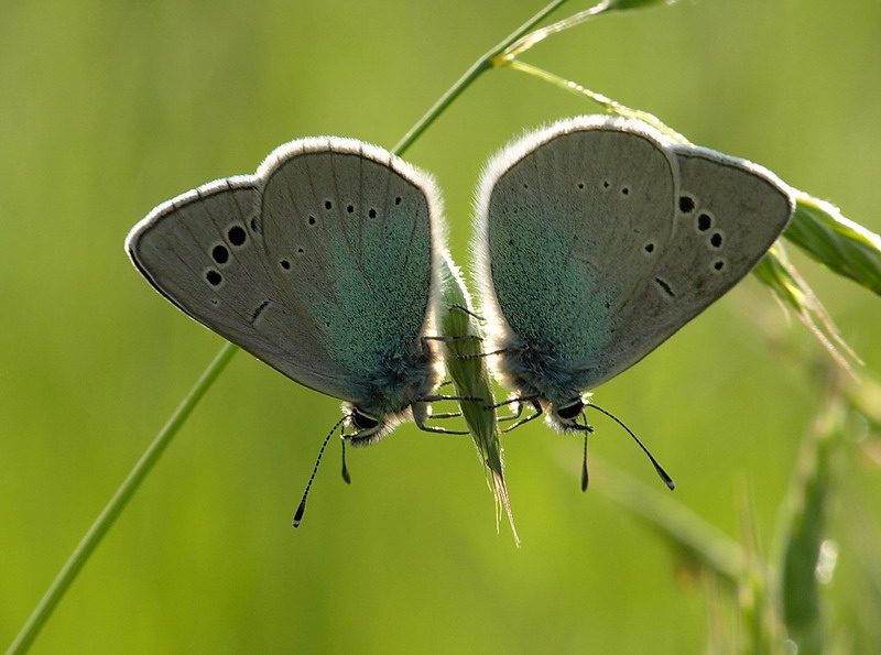 Coppia in controluce