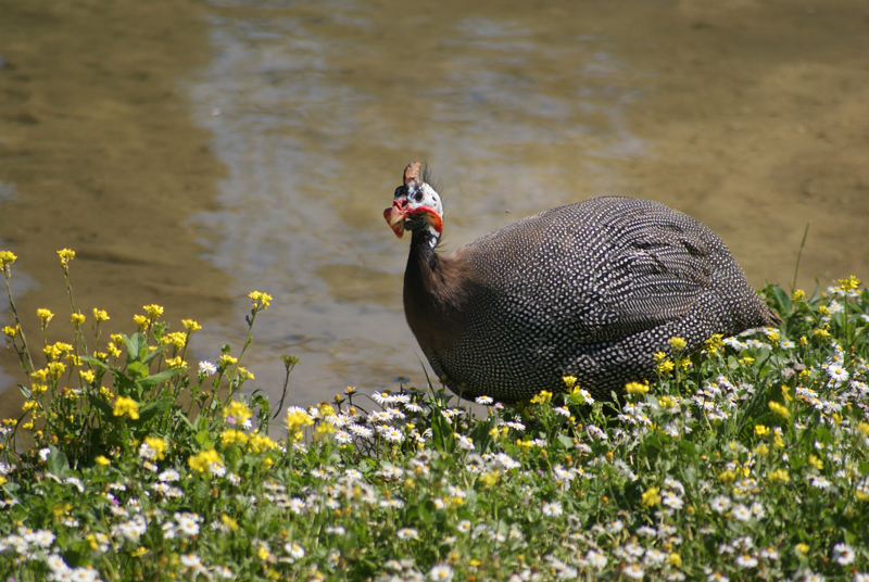 passeggiata al lago