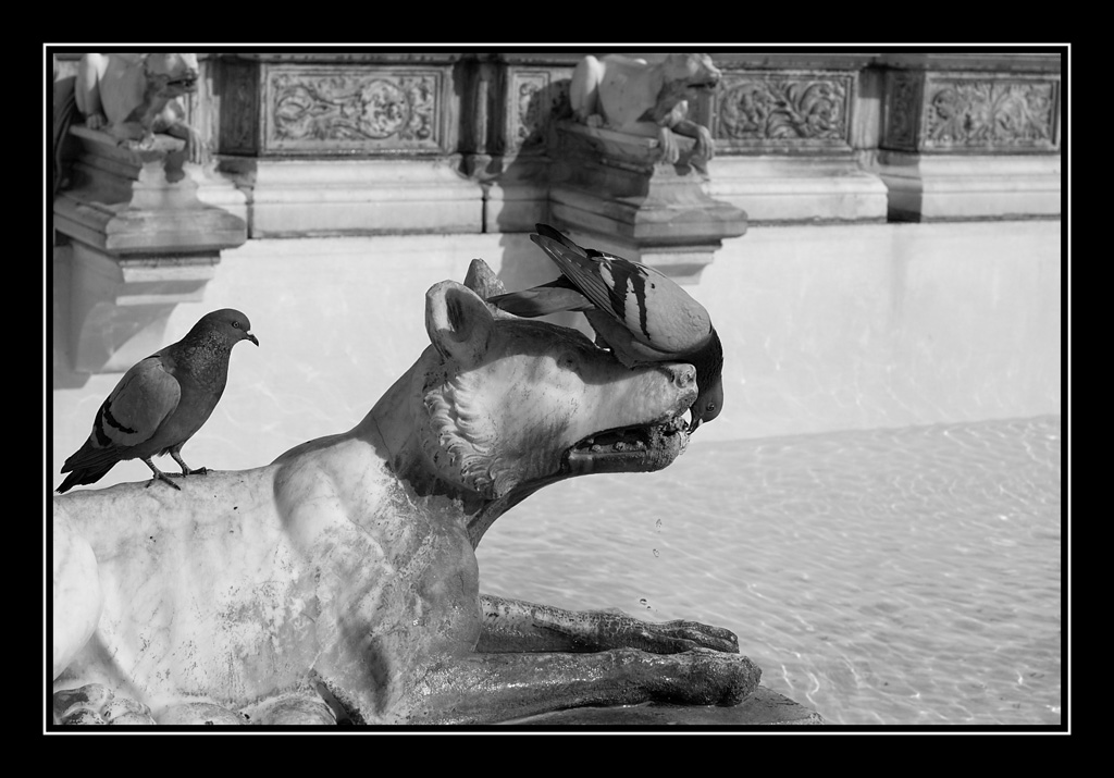Fontana di Piazza del Campo