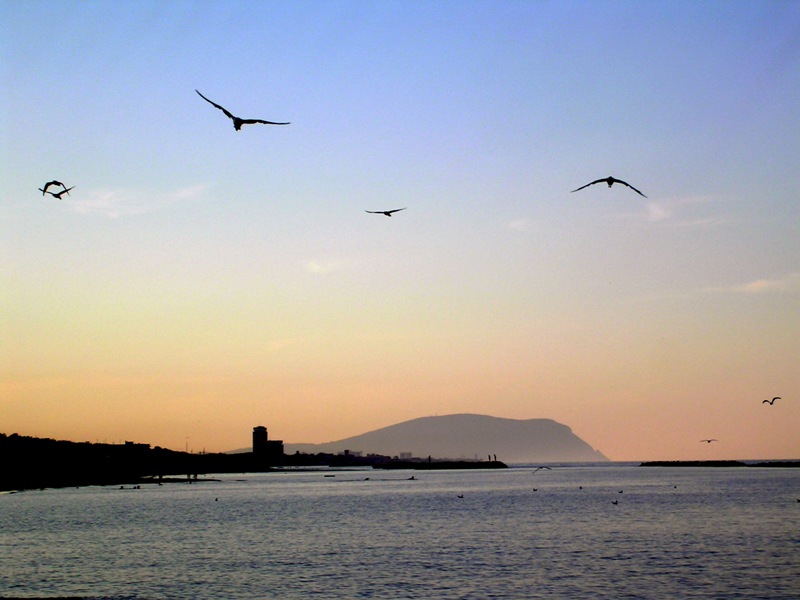 Il volo dei gabbiani