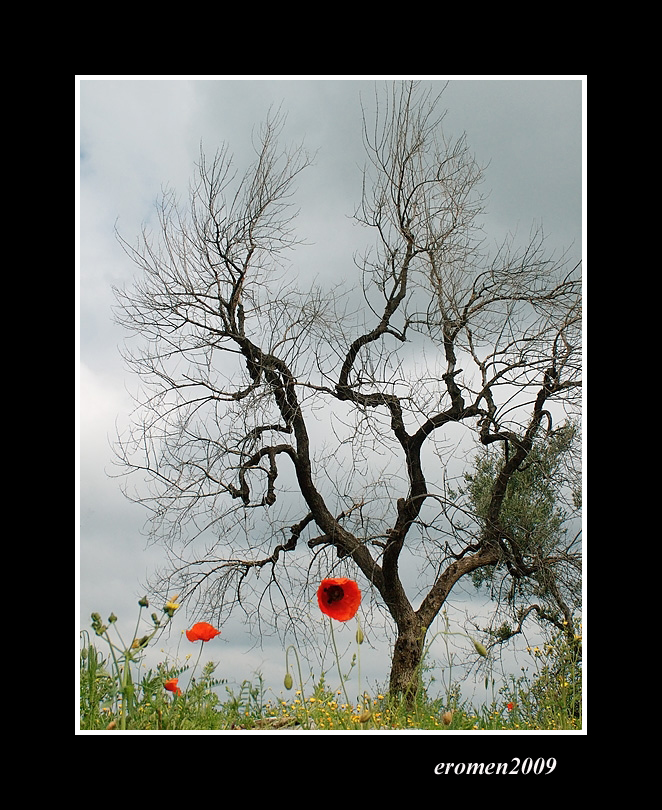 ...GRIGIA PRIMAVERA...