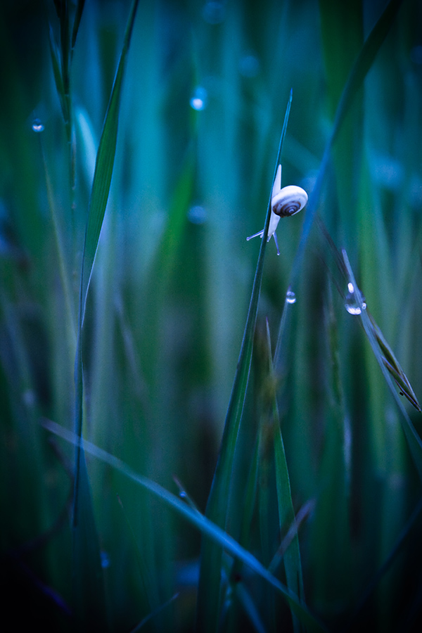 Diving into the Blue