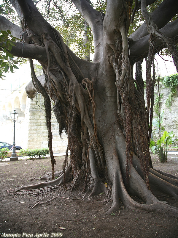 Siracusa albero secolare, (Marina Acquario)
