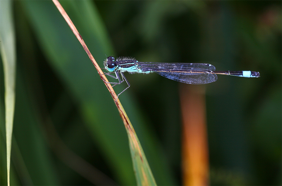 ...di colore diverso...