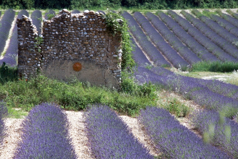 Lavanda di Provenza