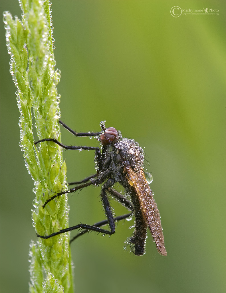 ..asilide?? .....con rugiada