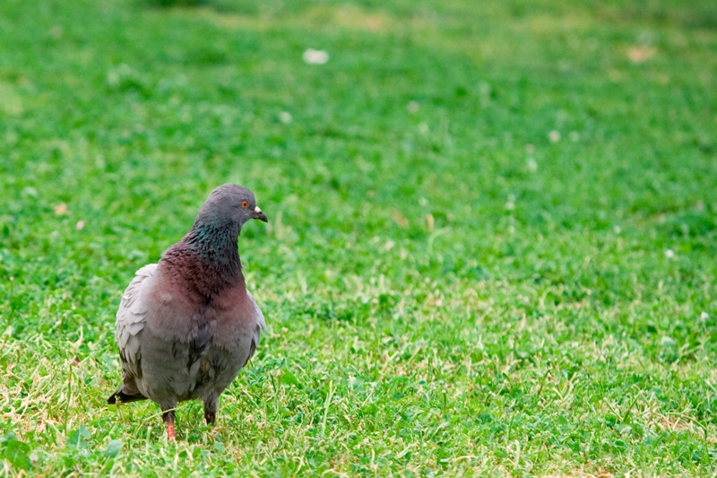 Piccione osservatore