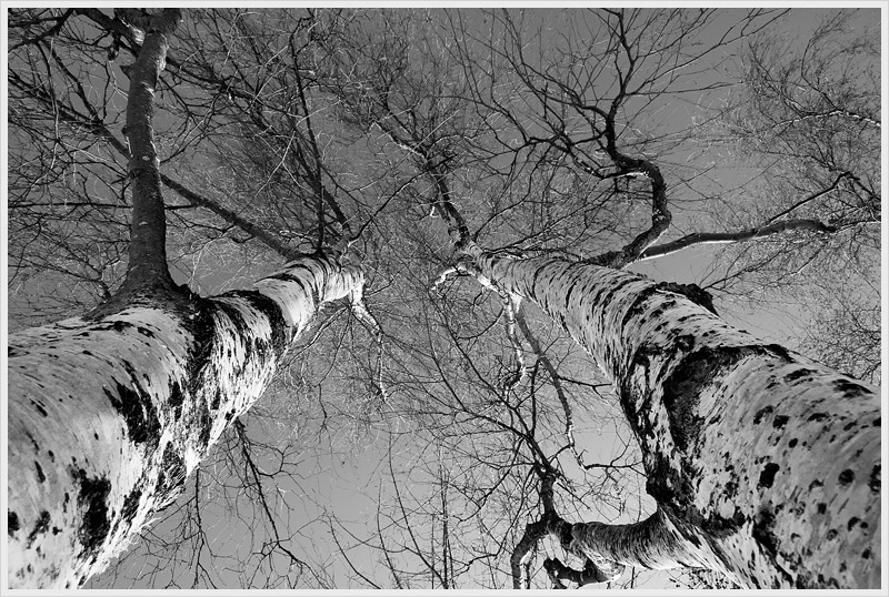 proteso verso il cielo