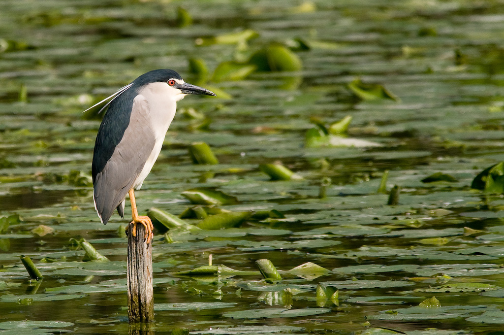 neanche un pesciolino