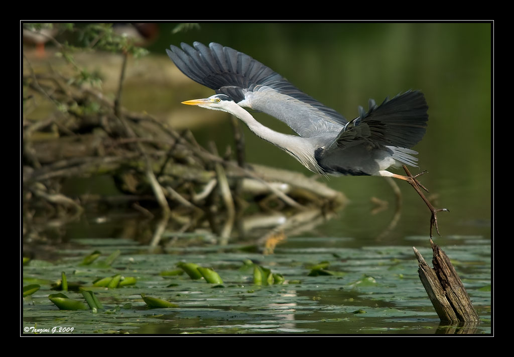 Il grigio s'invola...